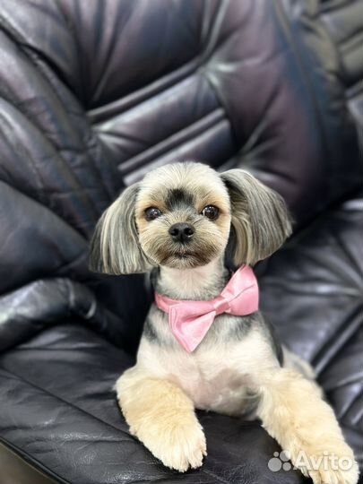 Бесплатная стрижка собак