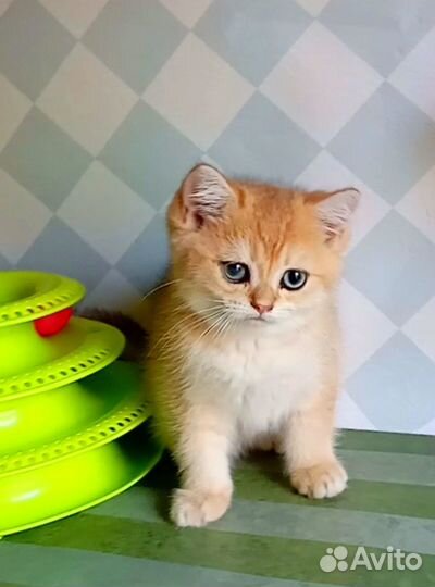 Золотая шиншилла