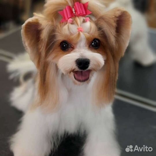 Груминг- Стрижка собак и кошек. уз чистка зубов