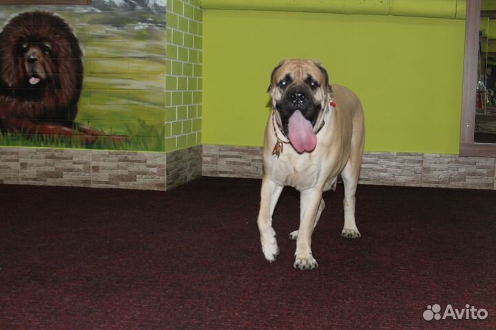 Зоогостиница, передержка домашних животных