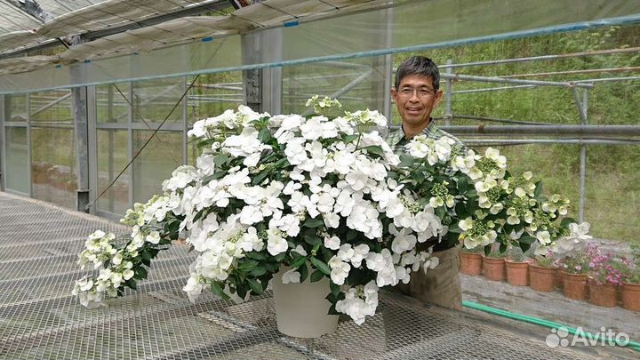 Гортензия Сбежавшая невеста