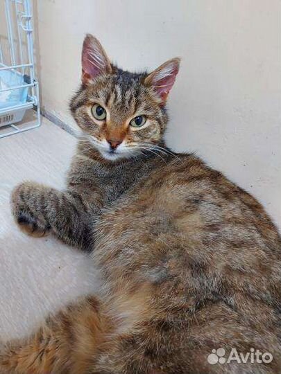 Кошка в добрые руки