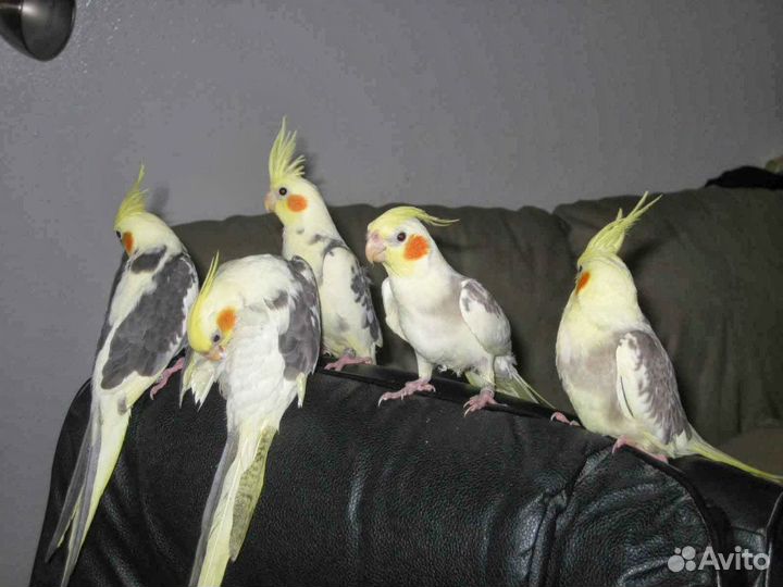 Попугай разных видов