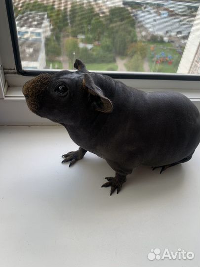 Морская свинка вязка скинни