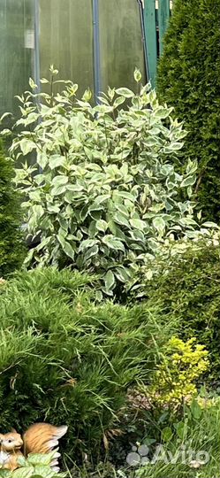 Кизильник Даммера.Стефанандра.бересклет.Дерен