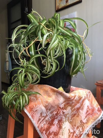 Хлорофитум кудрявый