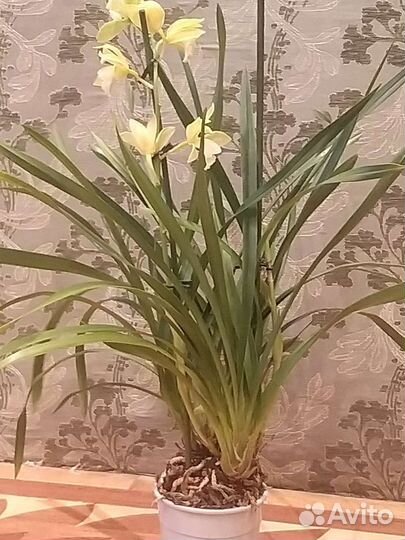 Цимбидиум лимонное цветение,крупный куст 60 см