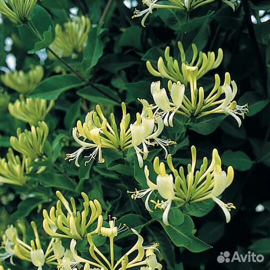 Жимолость вьющаяся Жемчужное ожерелье