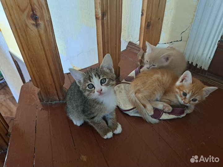 Котята в добрые руки
