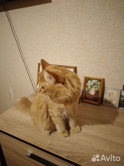 Кошки в добрые руки бесплатно