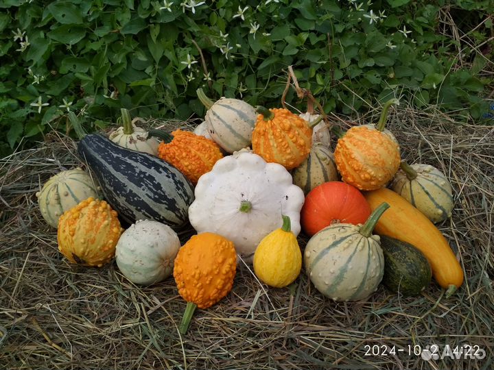 Тыква декоративная