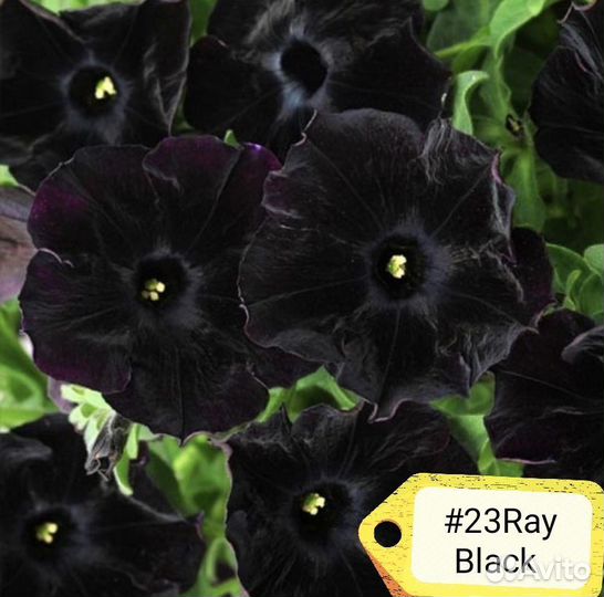 Петуния вегетативная (часть 3)