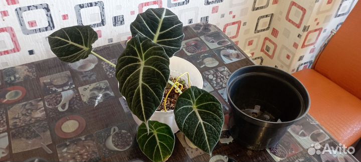 Алоказия Black Velvet