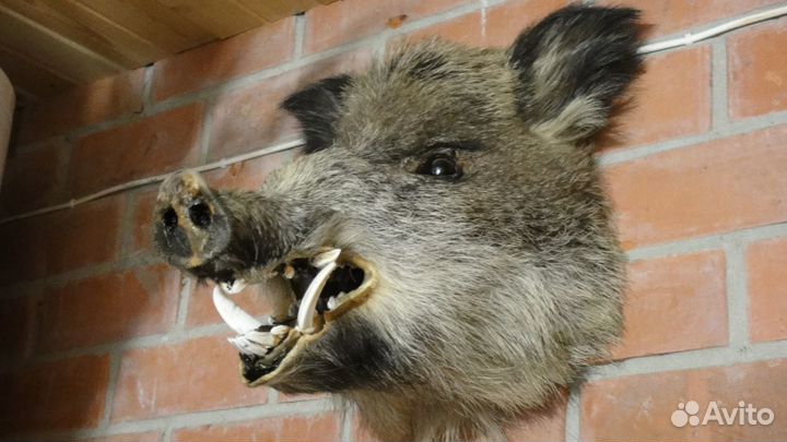 Чучело кабана