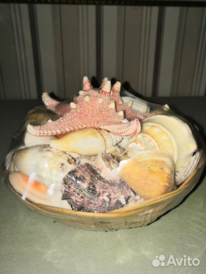 Новый набор морских ракушек