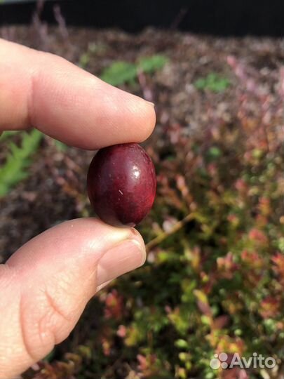 Клюква садовая саженцы