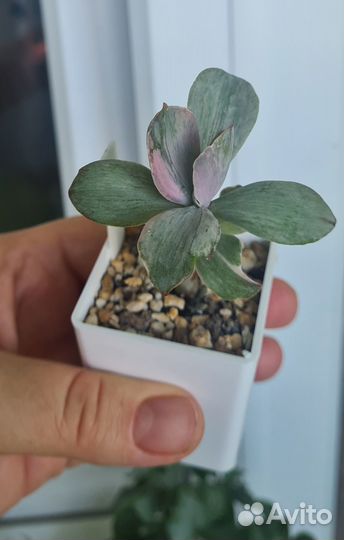 Эхеверия Decora суккулент