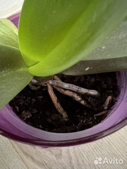 Орхидея фаленопсис