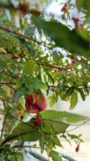 Гранатовое дерево