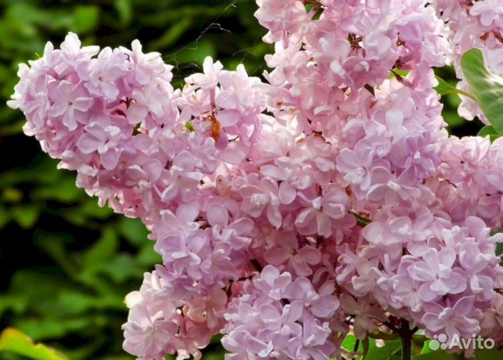 Сирень Жемчужина