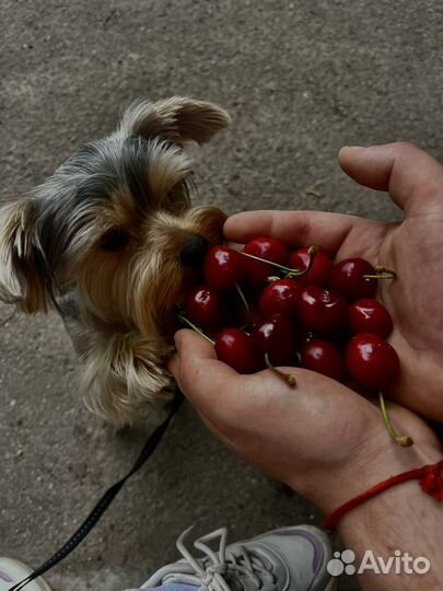 Йоркширский терьер
