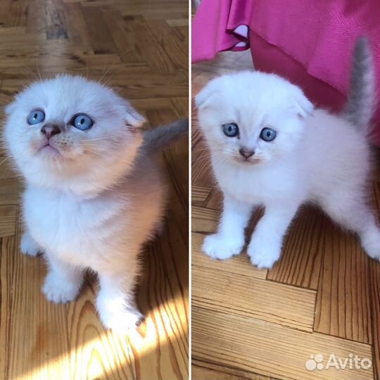 Шотландские котята