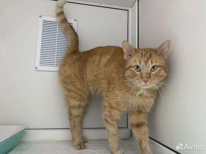 Лёва и его дорога домой