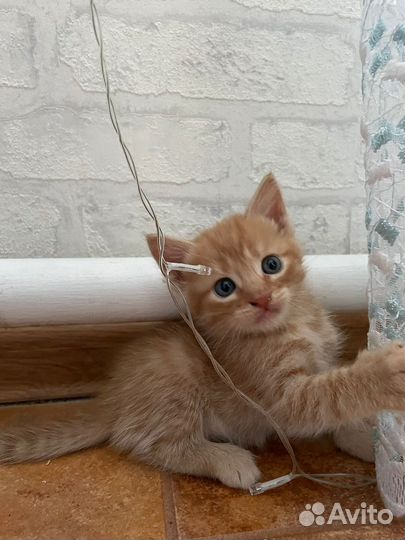 Продаю super котят