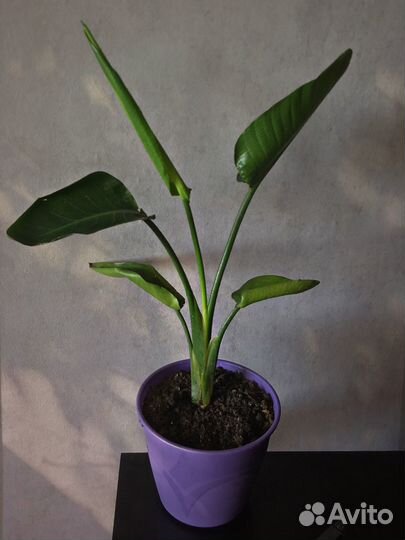 Экзотический цветок «Стрелиция Николая»