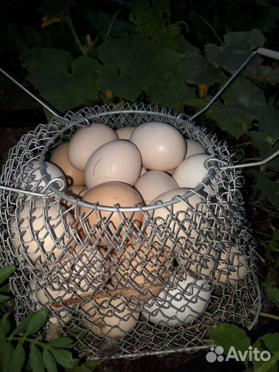 Зелень, шиповник, яблочный уксус, хрен