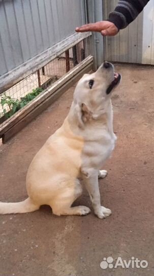 Кобель лабрадора вязка