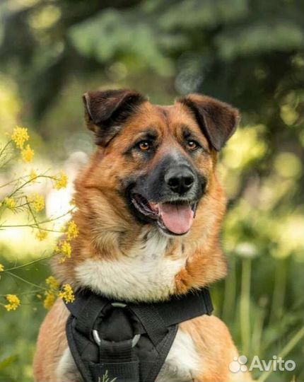 Собака в добрые руки