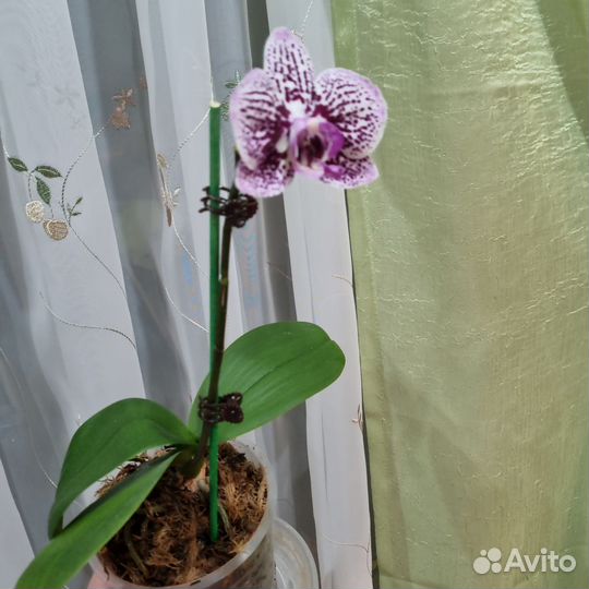Орхидея фаленопсис