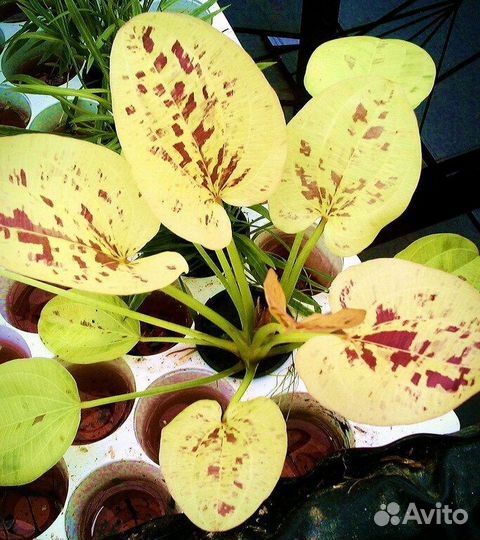 Аквариумные растения и рыбки