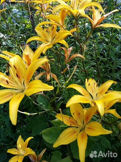 Луковицы лилий