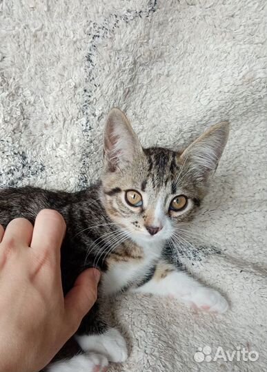 Отдаем трехмесячного котика