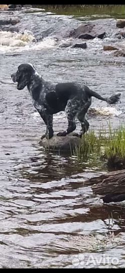 Спаниель для вязки