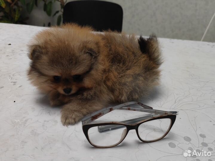 Щенки шпица