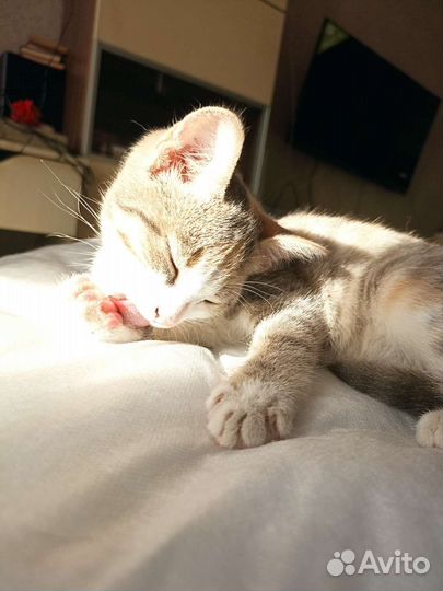 Кошечка трёхцветная и полосатая)