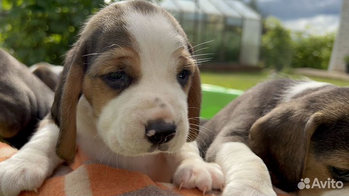 Щенки бигль