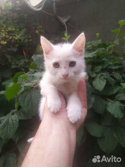Домашние животные кошки