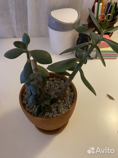 Крассула толстянка денежное дерево