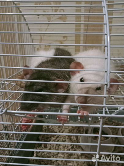 Приют/передержка грызунов