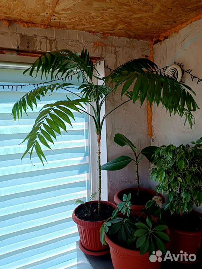 Комнатные цветы шефлера