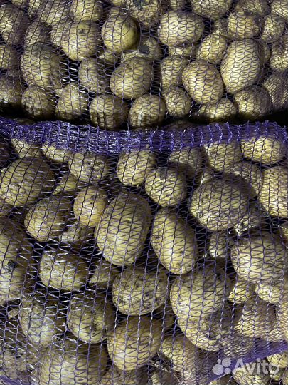 Картофель коломба опт