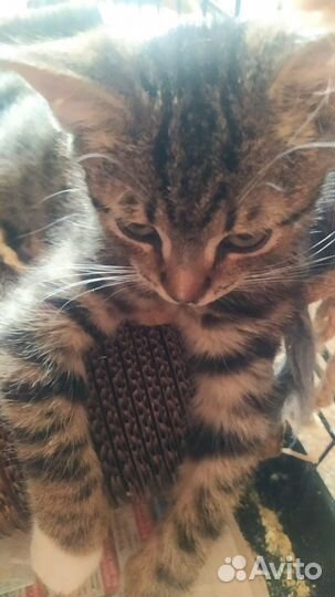 Котята бесплатно