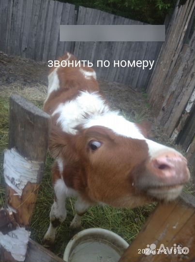 Телка