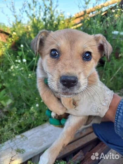 Щенок в добрые руки