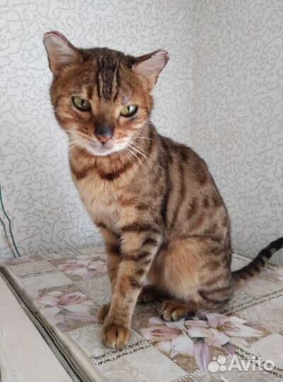 Бенгальская кошка бесплатно