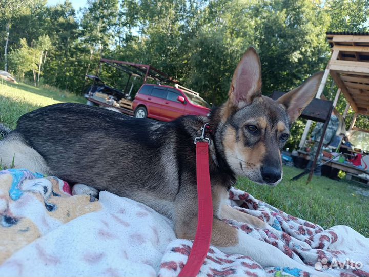 Отдам щенка в добрые руки собака